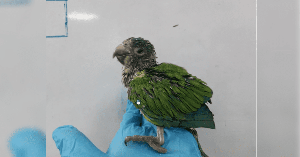 Recuperan en Bogotá polluelos de cotorra, fueron extraídos ilegalmente