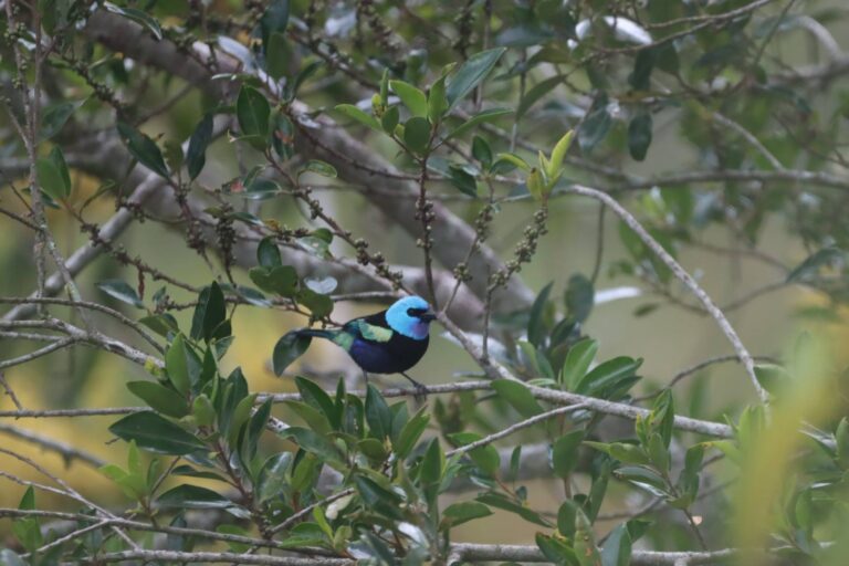 Tangara cabeciazul, Stilpnia cyanicollis, una de las aves identificadas durante las expediciones en la Reserva Natural Laboratorio Caminantr3s. Foto: Cortesía Caminantr3s