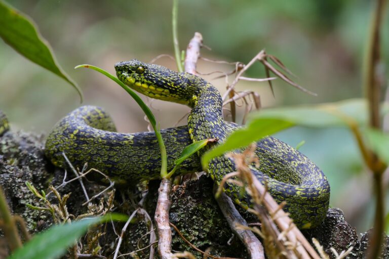 Una de las especies de serpiente que se encuentra en la Reserva Natural Laboratorio CaminanTr3s. Foto: Cortesía CaminanTr3s