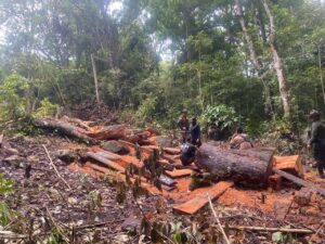 Huila: Más de 17.000 Denuncias por Tala Ilegal y Captación de Agua