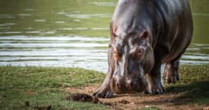 La Invasión Silenciosa: Los Hipopótamos de Escobar Desatan una Crisis Ambiental Sin Precedentes en Colombia