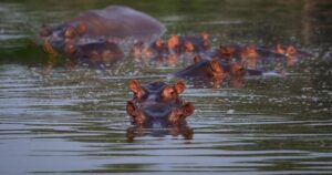 El Secreto Oculto de los Hipopótamos de Pablo Escobar: ¿Por Qué Son un Problema Nacional?
