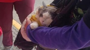 ¡IMPACTANTE! Rescate Heroico de un Gato en TransMilenio Destinado a la Mendicidad