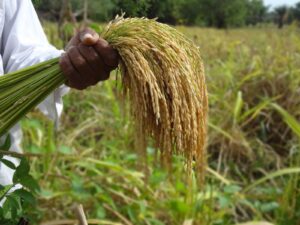 Colombia: Nuevo Modelo Arrocero Genera Expectativa y Fuerte Debate